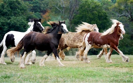 colors and markings  horses